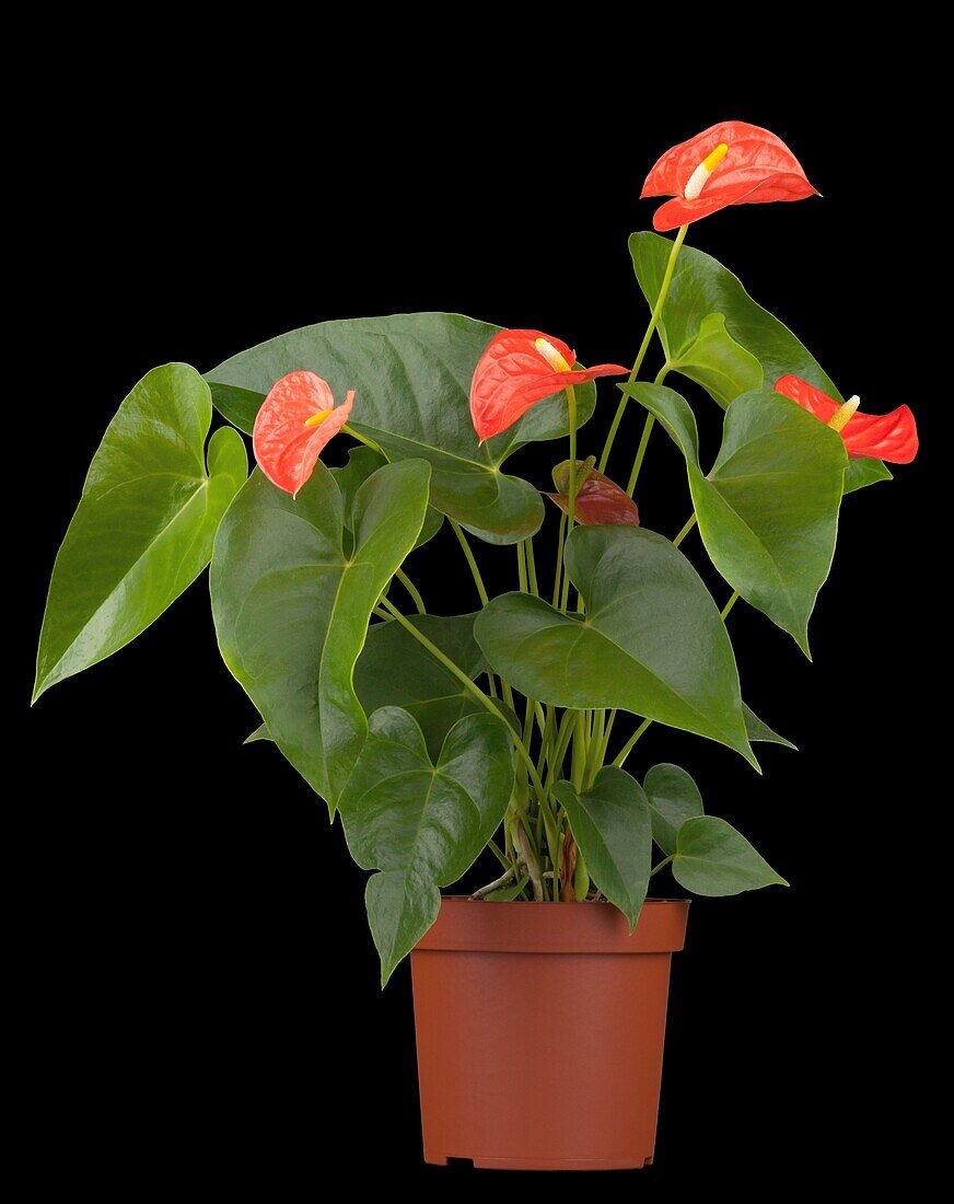 Anthurium x andreanum