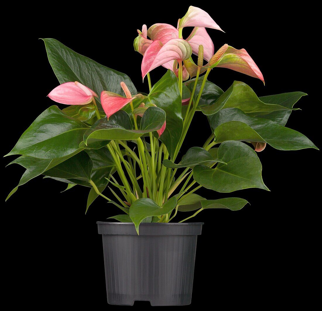 Anthurium x andreanum