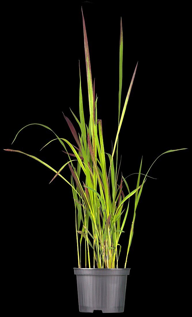 Imperata cylindrica 'Red Baron'