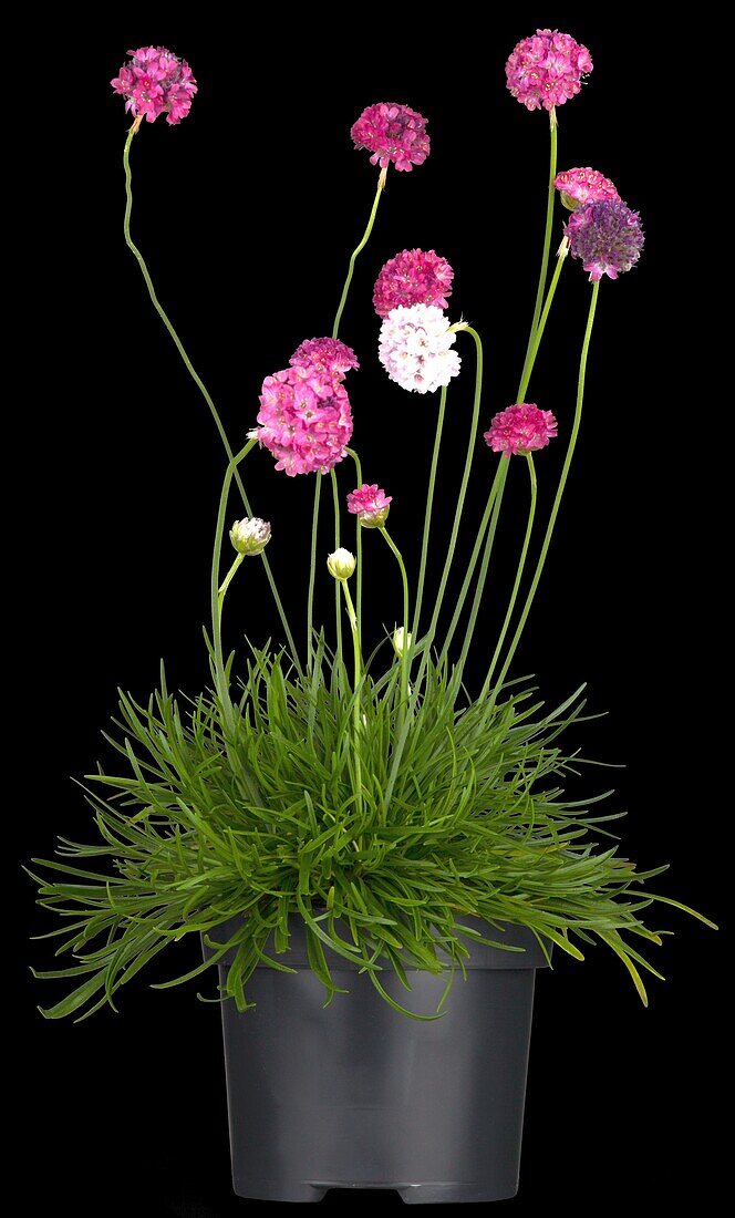 Armeria maritima