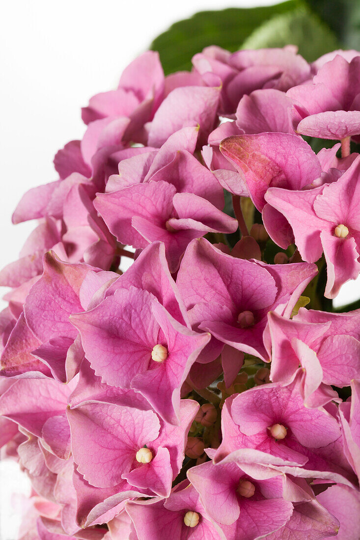 Hydrangea macrophylla, rosa