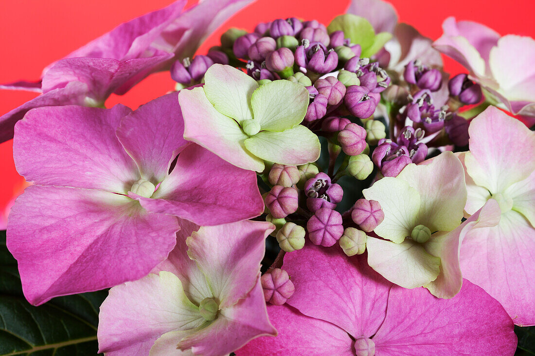 Hydrangea macrophylla