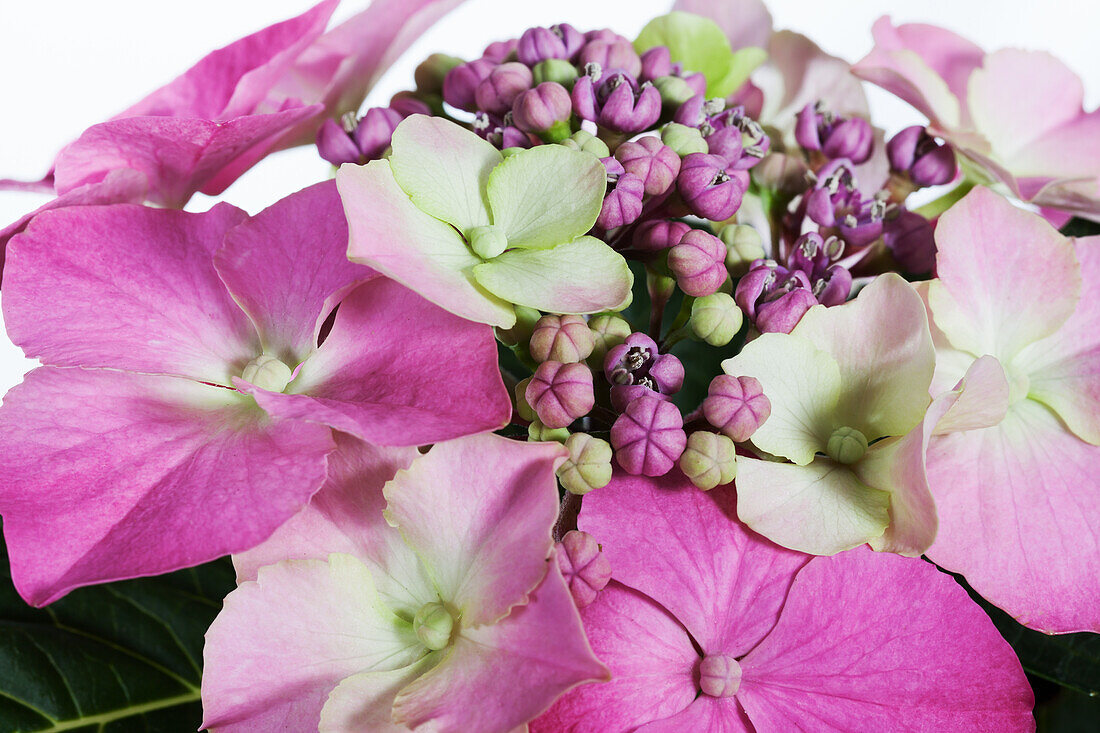 Hydrangea macrophylla, pink