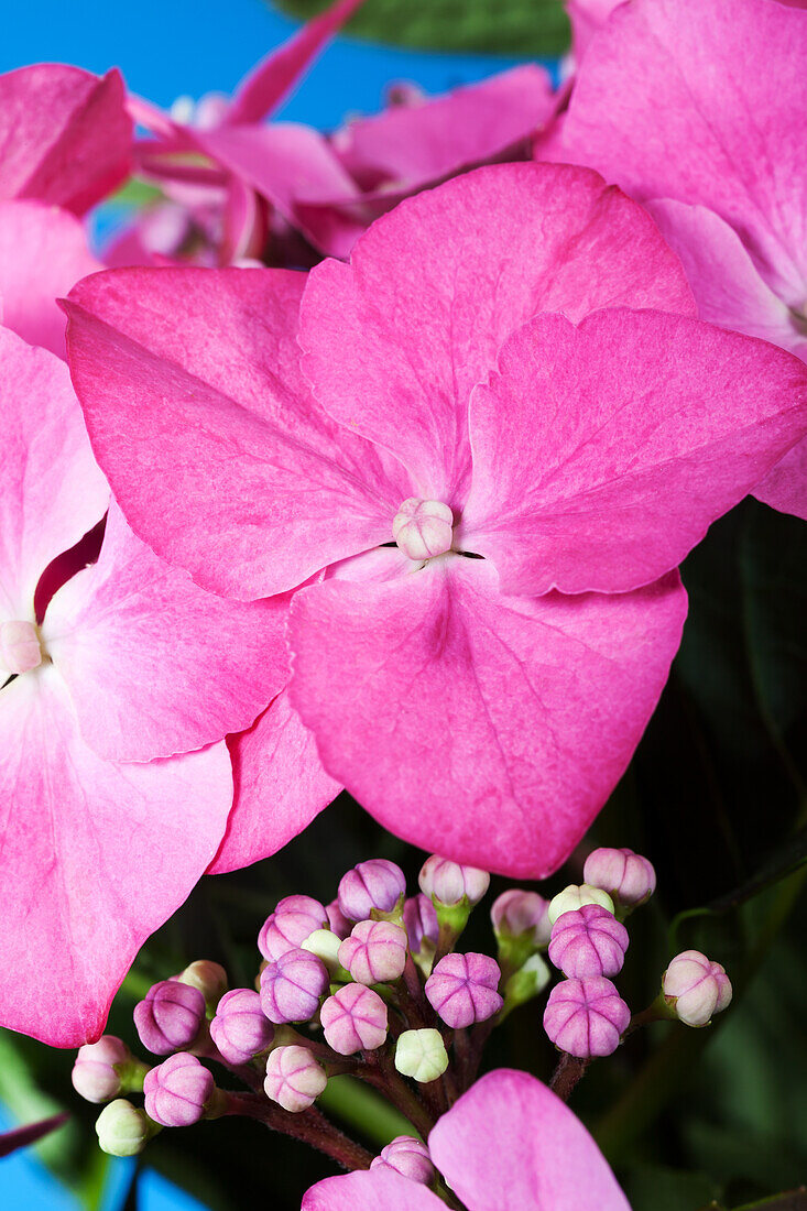 Hydrangea macrophylla 