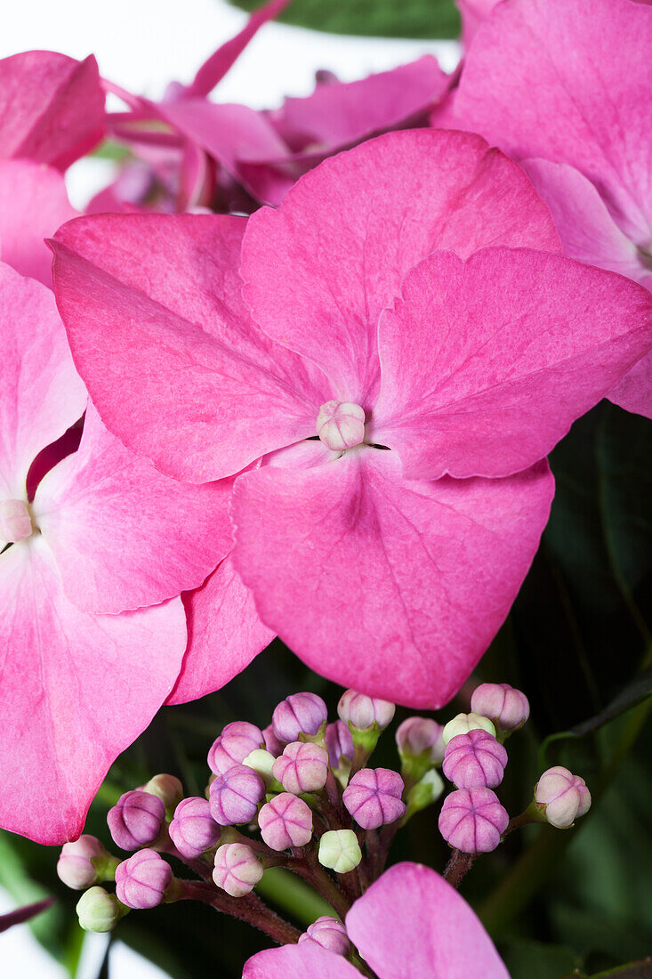 Hydrangea macrophylla 