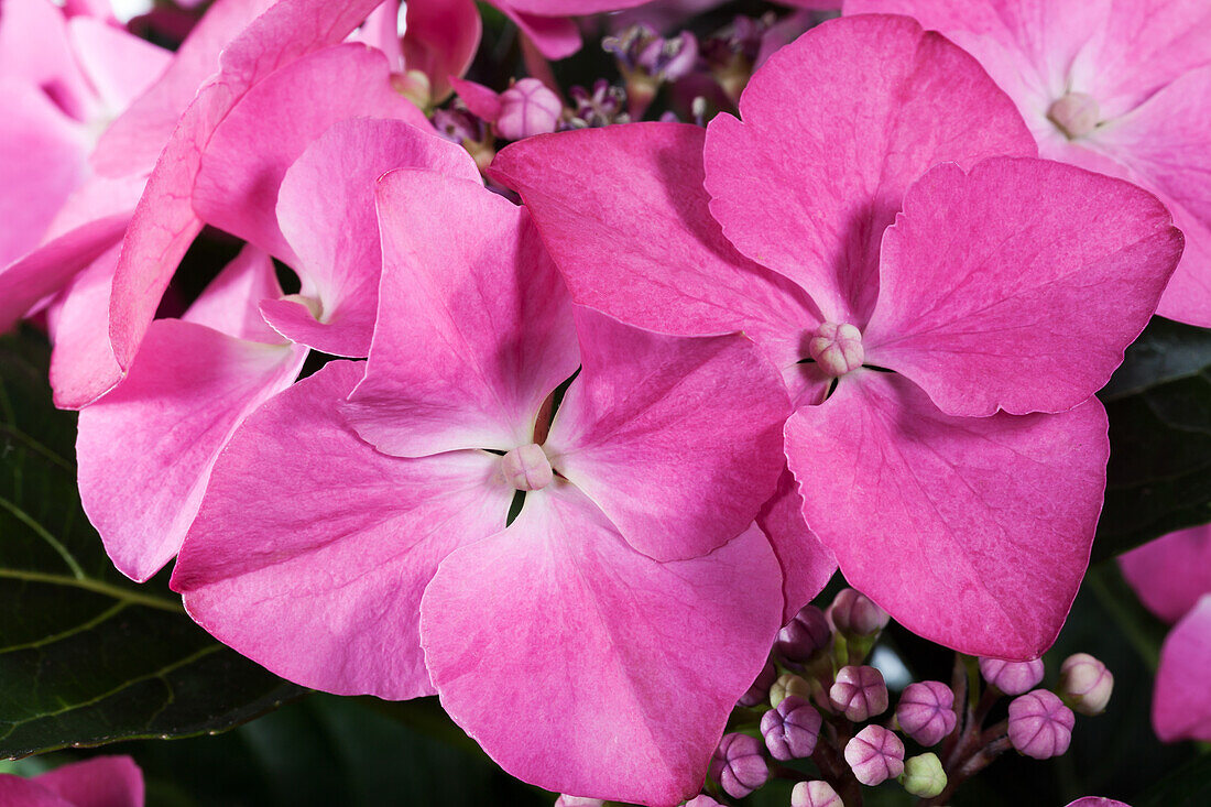 Hydrangea macrophylla, rosa Tellerblüten