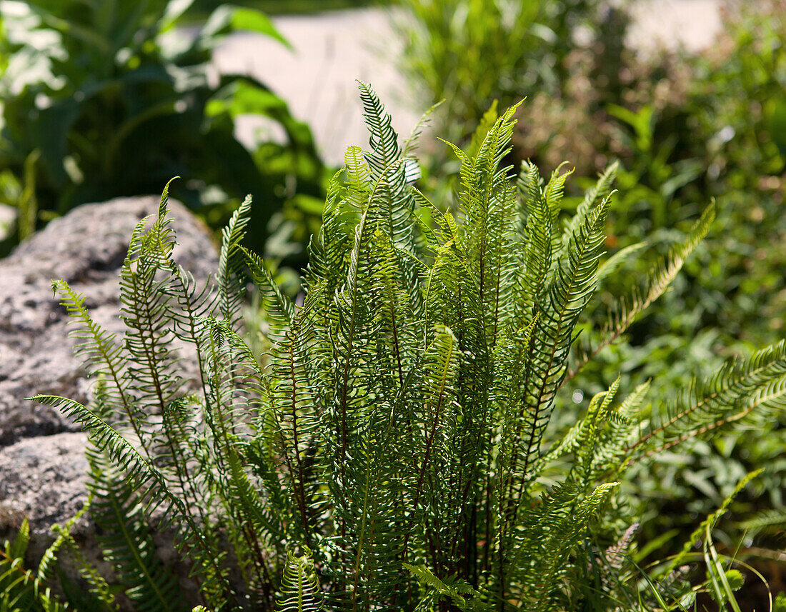 Blechnum spicant