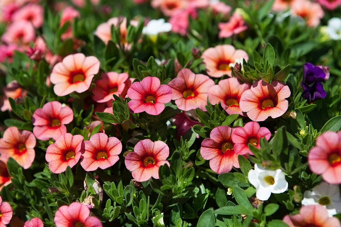 Calibrachoa MultiColors 'Kalaoa' FloriPro Services