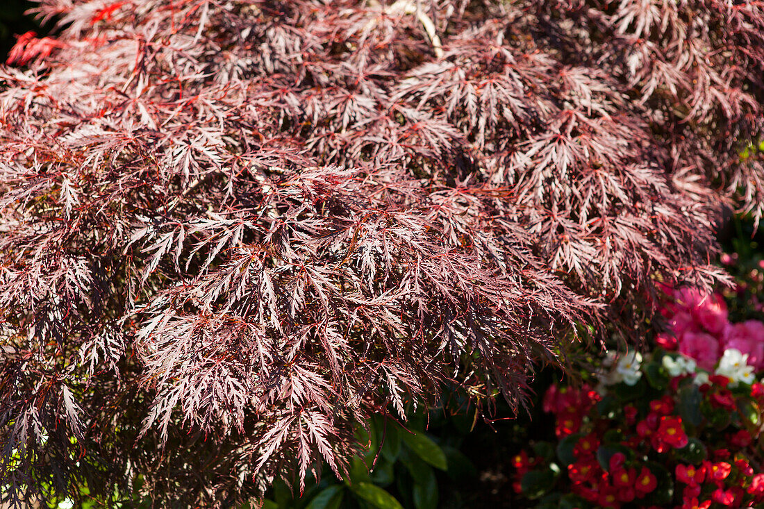 Acer palmatum 'Dissectum Garnet'