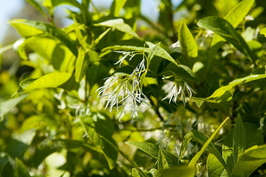 Chionanthus virginicus