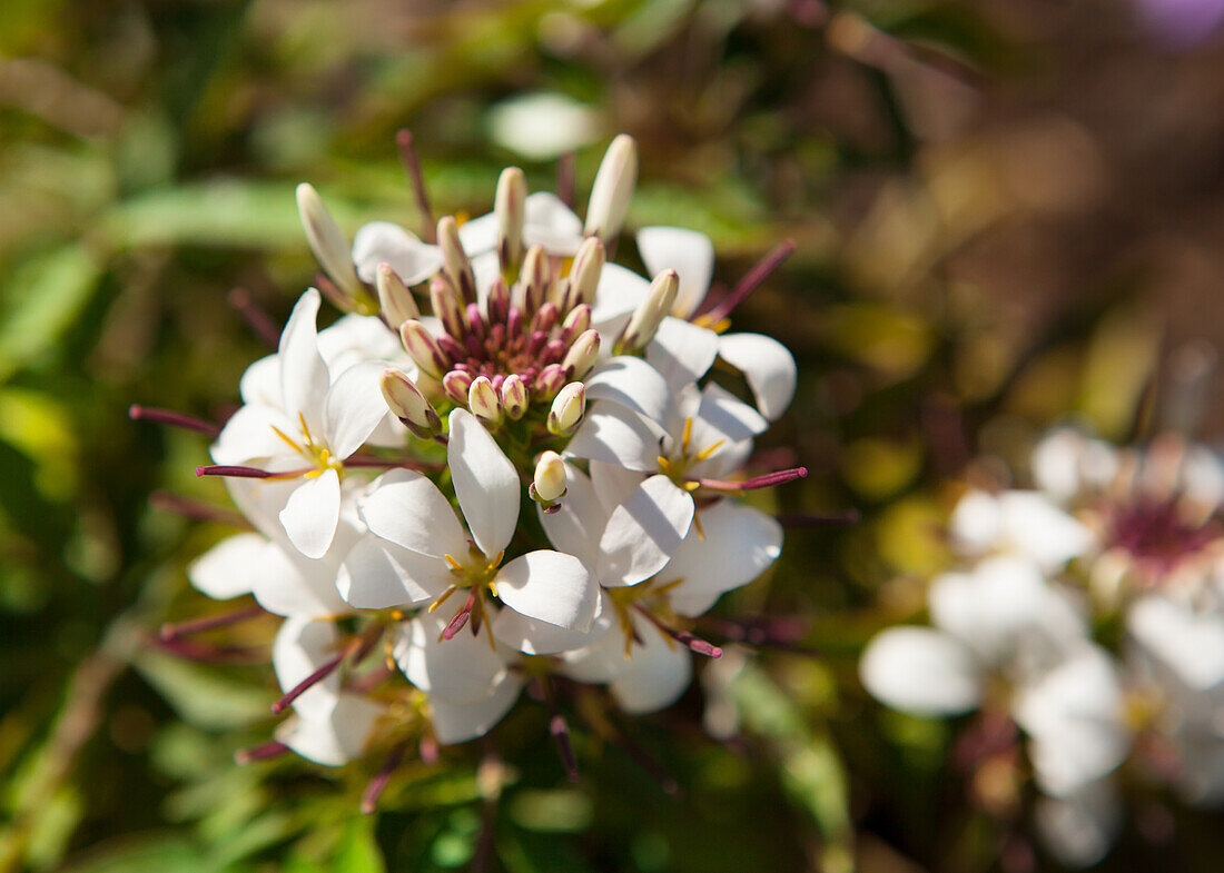 Cleome 'Señorita Blanca'