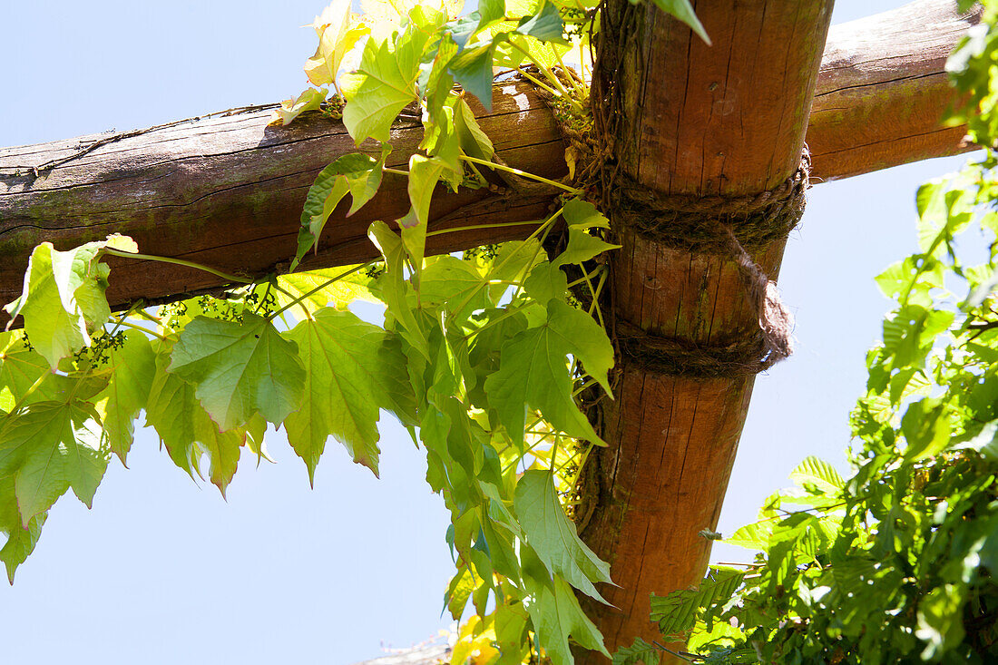 Parthenocissus tricuspidata 'Veitchii'