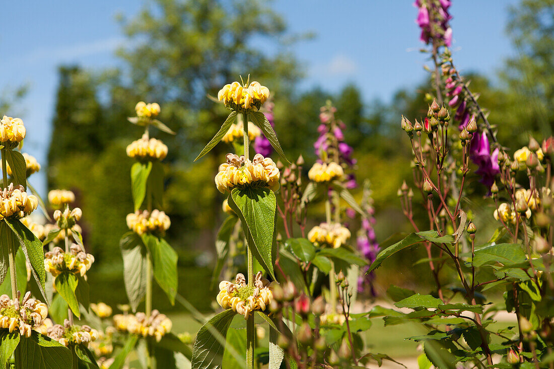 Phlomis russeliana