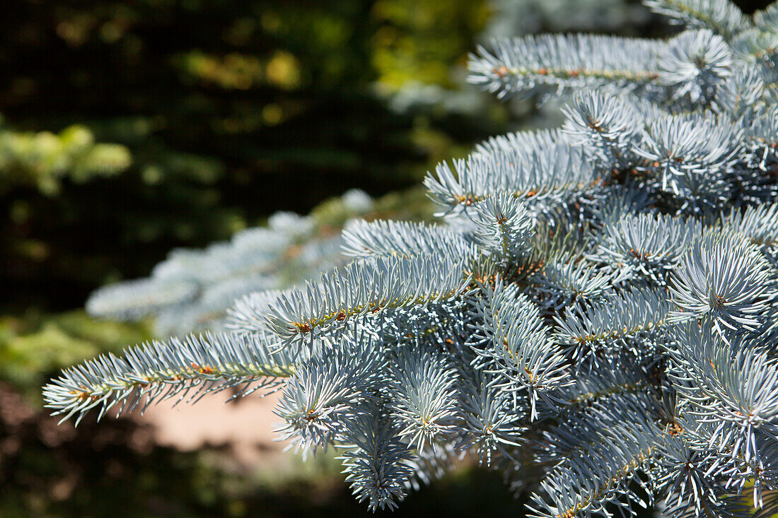 Picea pungens 'Moerheimii