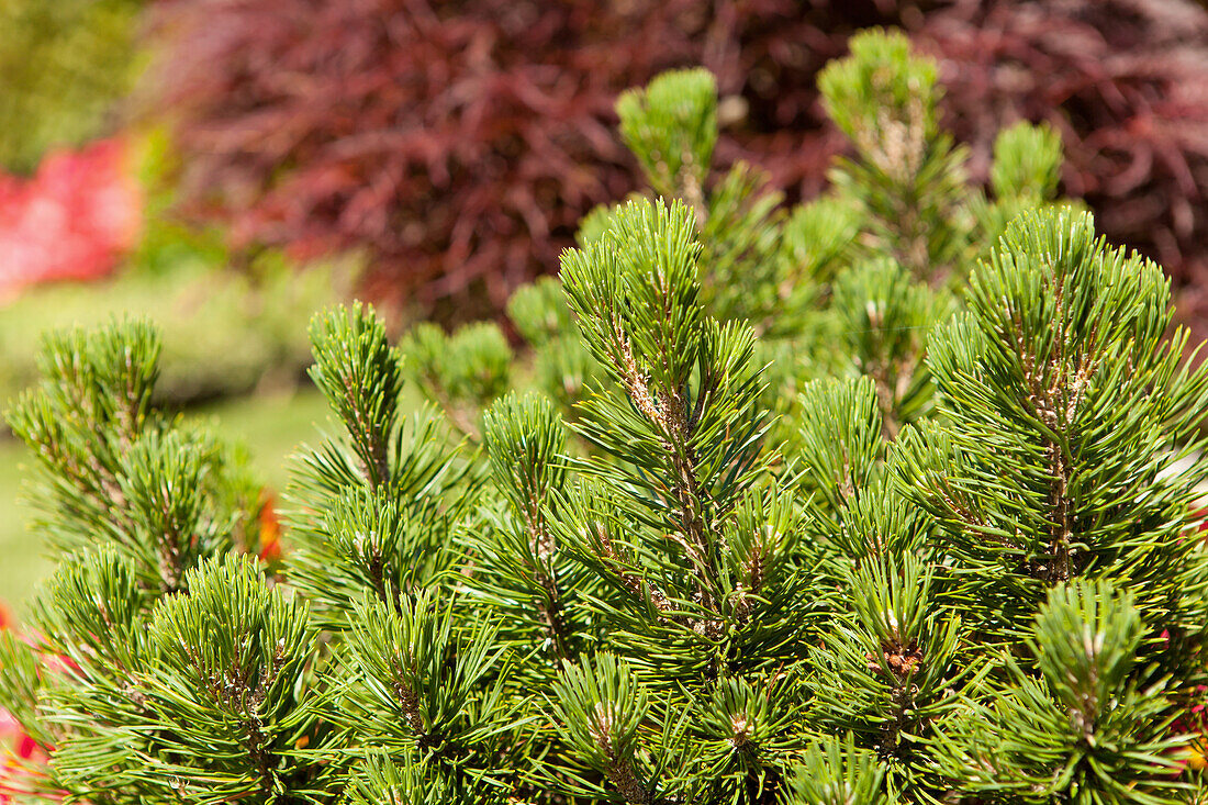 Pinus mugo 'Mops'