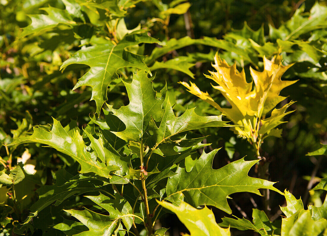 Quercus palustris 'Green Dwarf'