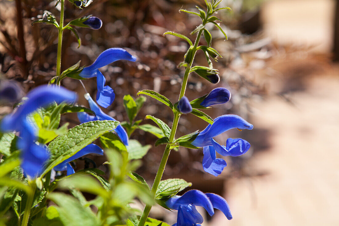 Salvia patens 'Dark Blue'