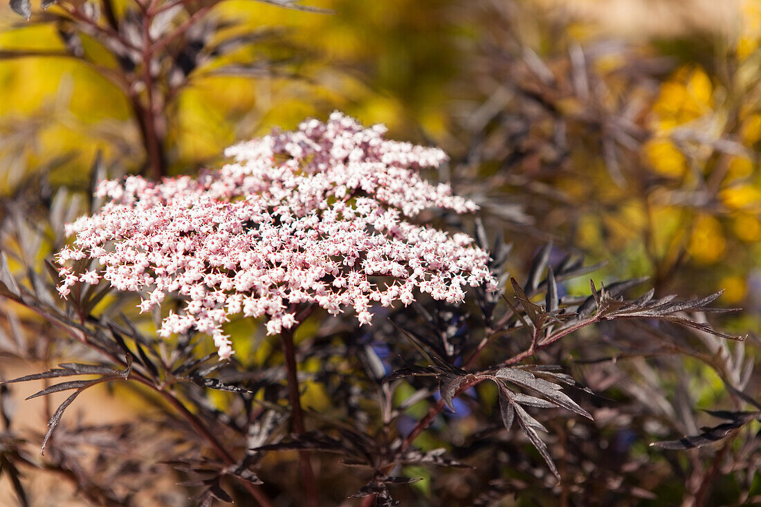 Sambucus nigra 'Black Lace'