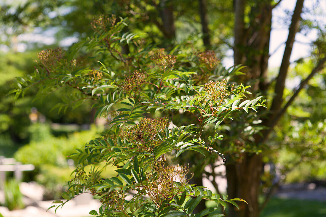 Sorbus serotina