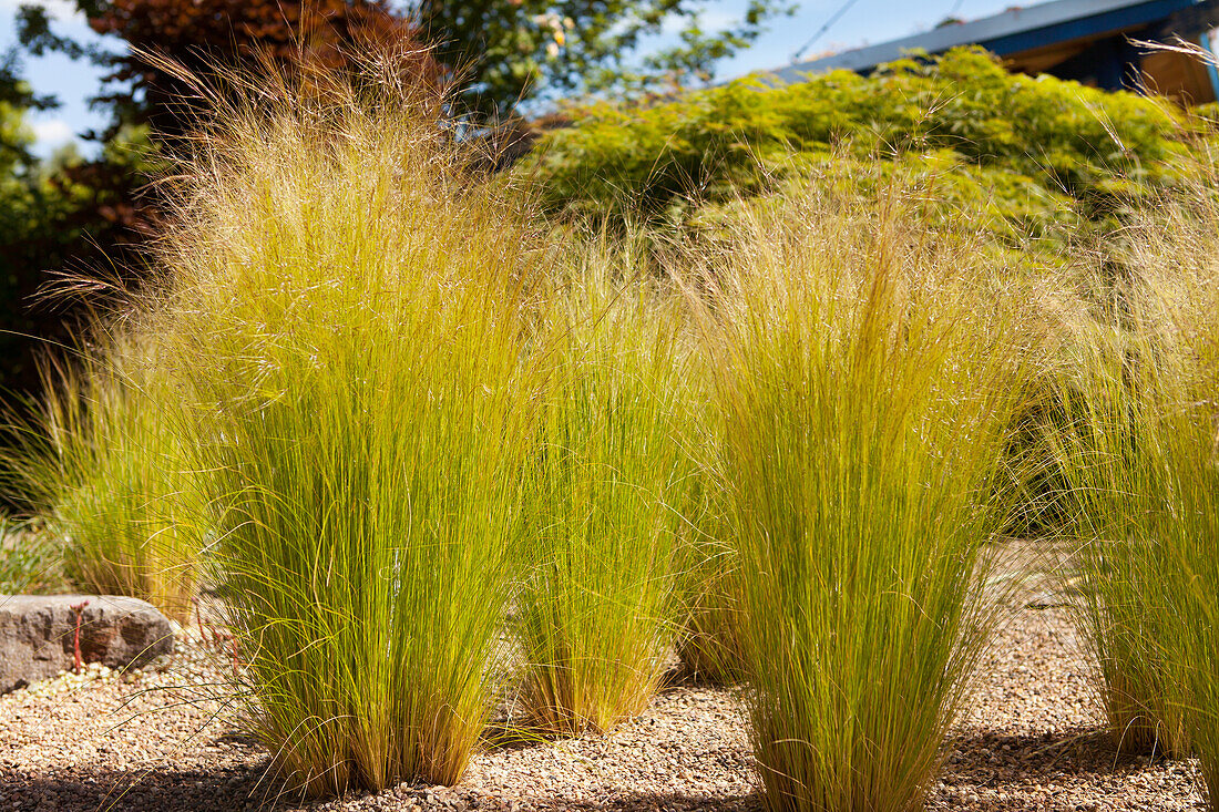 Stipa tenuissima 'Ponytails'