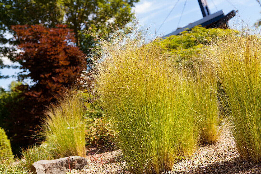 Stipa tenuissima Ponytails