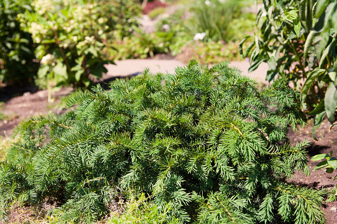 Taxus baccata 'Repandens'