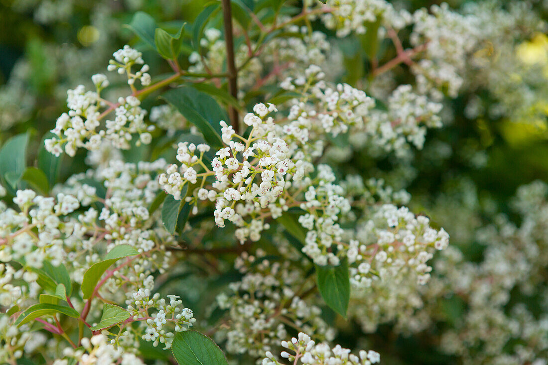 Viburnum x hillieri 'Winton'