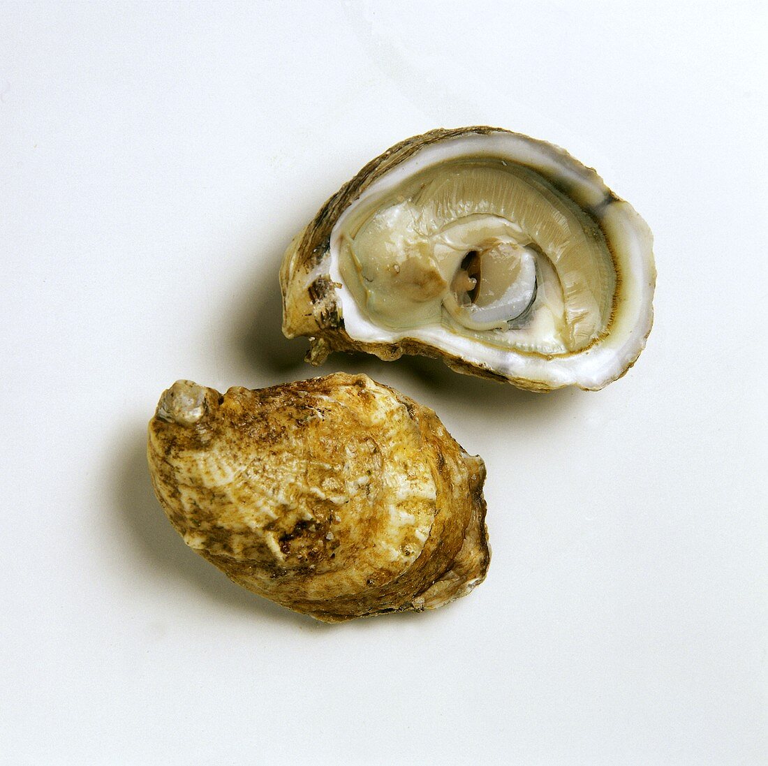 Geöffnete Auster