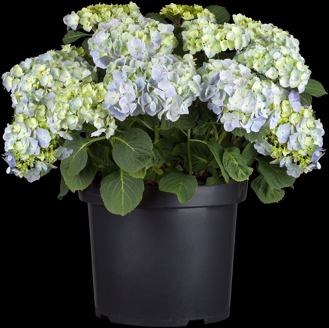 Hydrangea macrophylla, blau