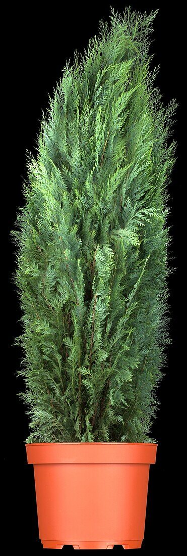 Chamaecyparis lawsoniana 'Columnaris'