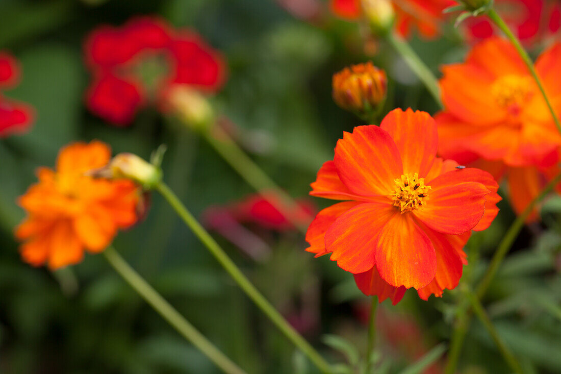 Cosmos sulphureus 'Diablo'