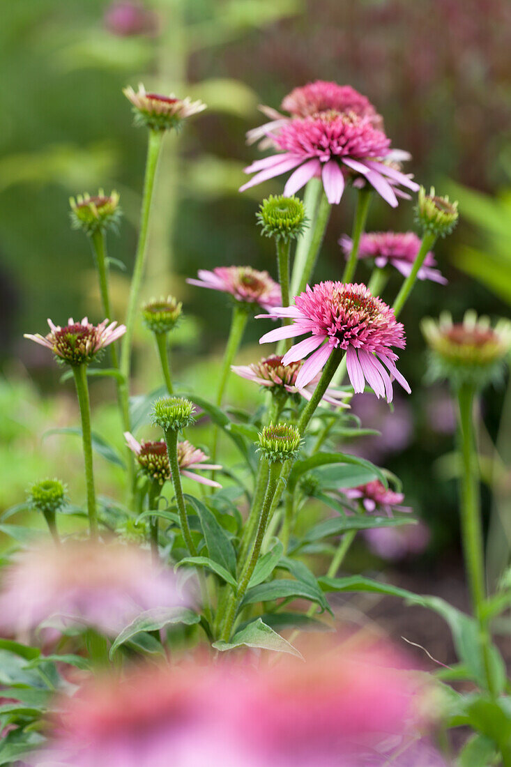 Echinacea purpurea