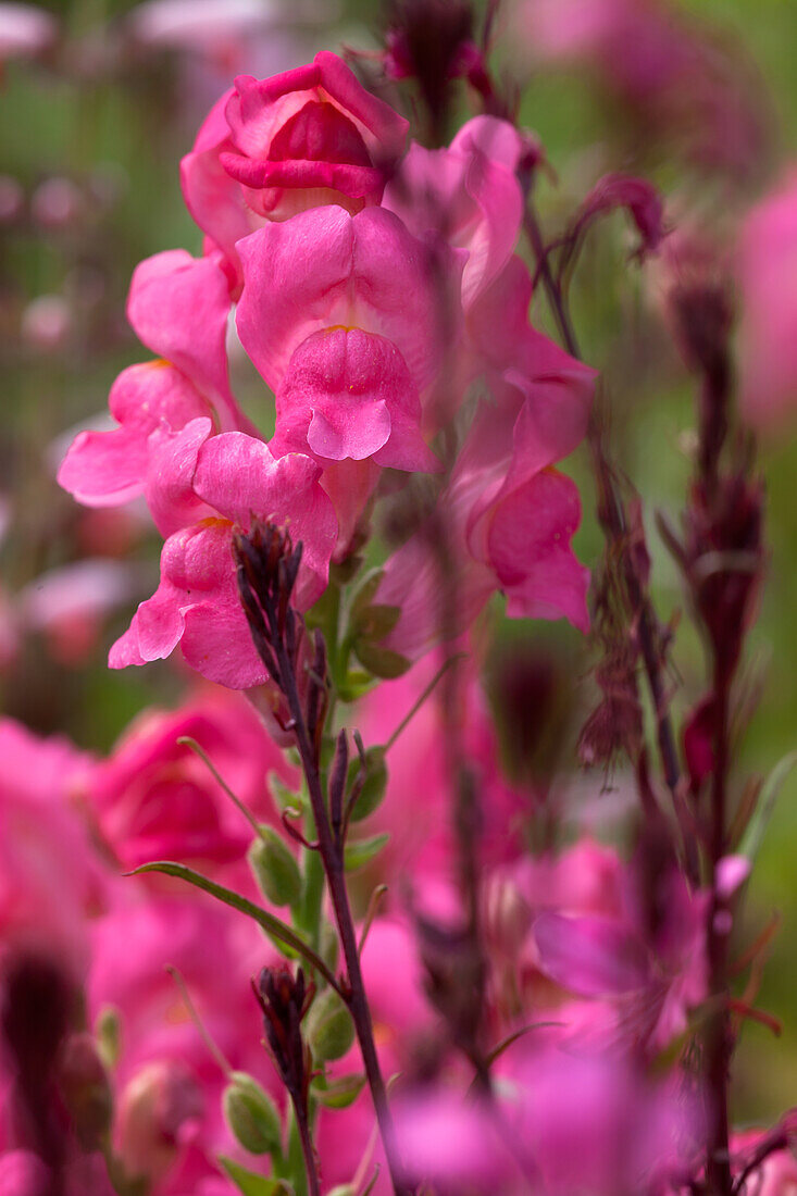 Antirrhinum majus, pink