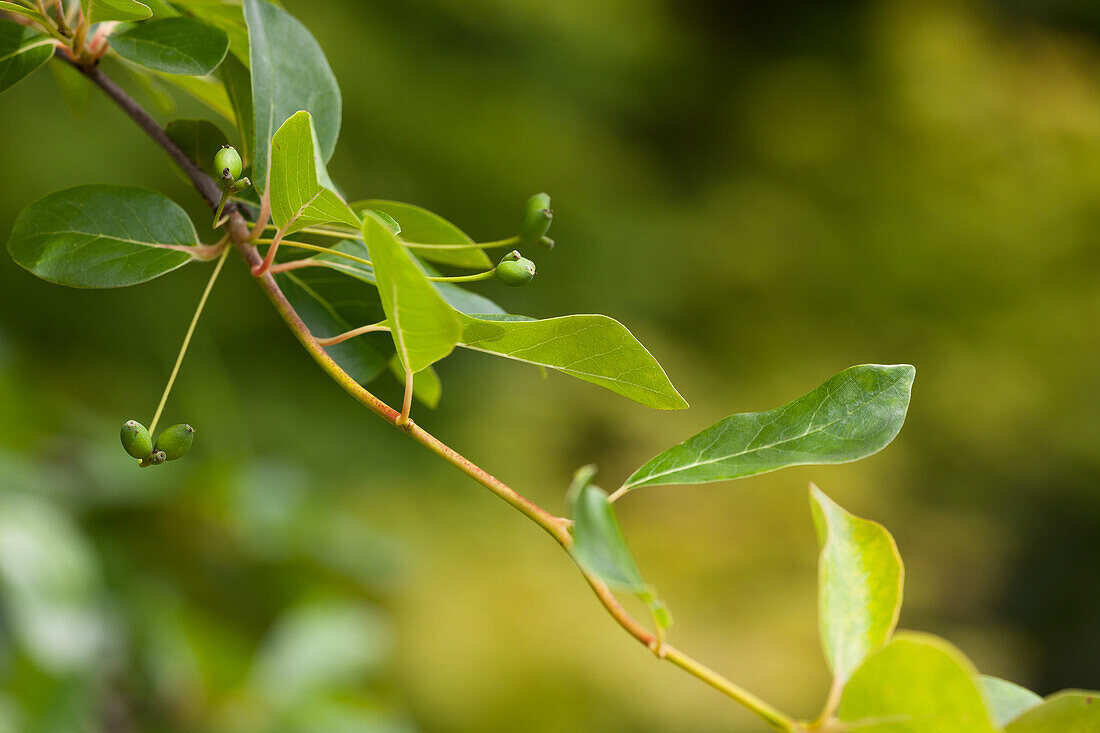 Nyssa sylvatica