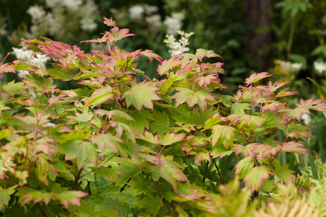 Acer japonicum 'Vitifolium'