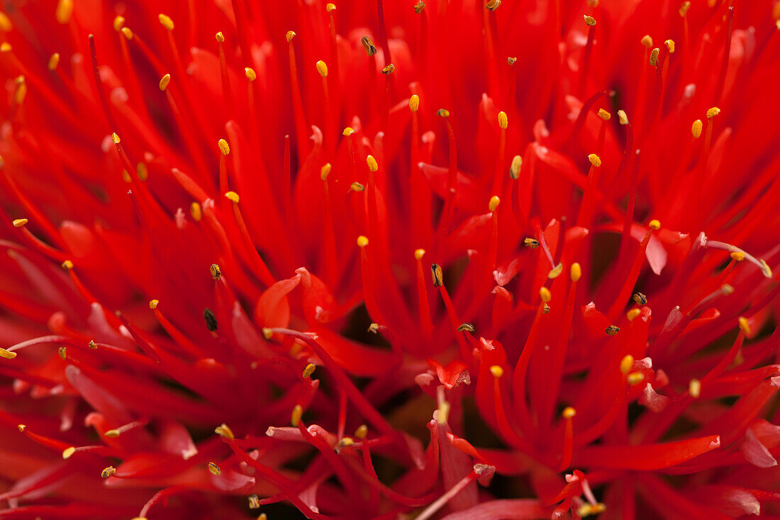 Haemanthus 'King Albert