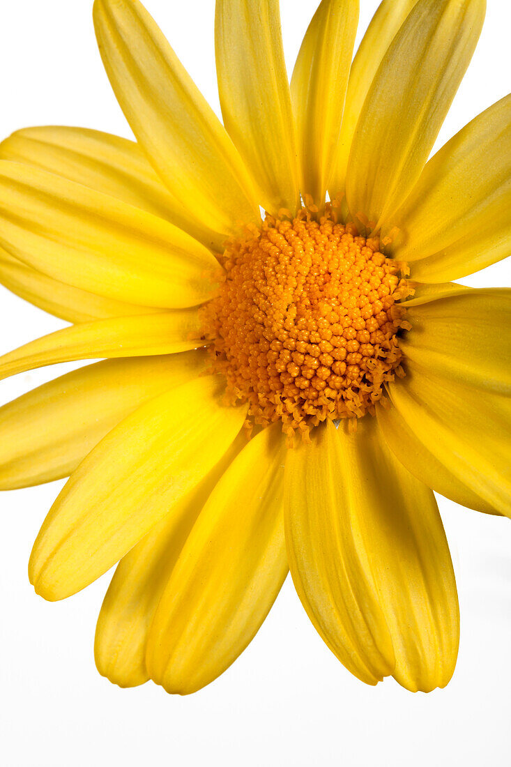 Argyranthemum frutescens, yellow