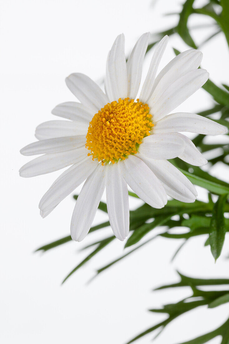 Argyranthemum frutescens, weiß