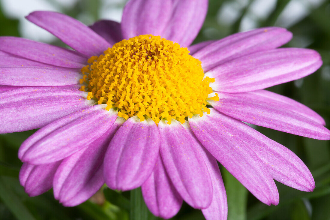 Argyranthemum frutescens, pink