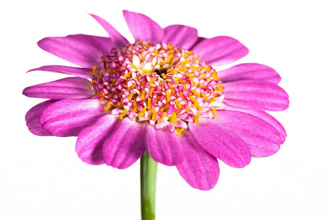 Argyranthemum frutescens, rosa