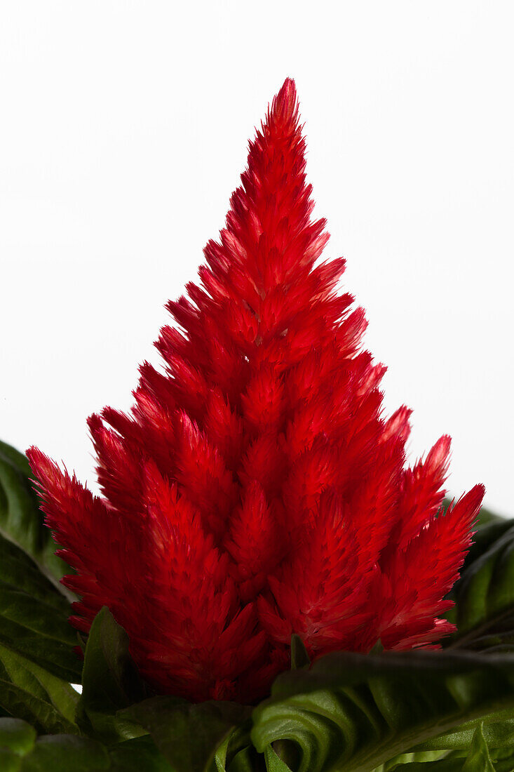 Celosia argentea var. plumosa, rot