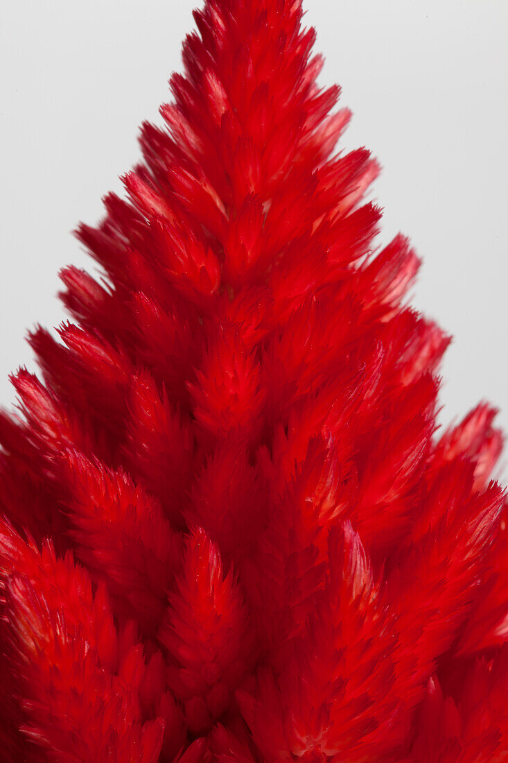 Celosia argentea var. plumosa, red