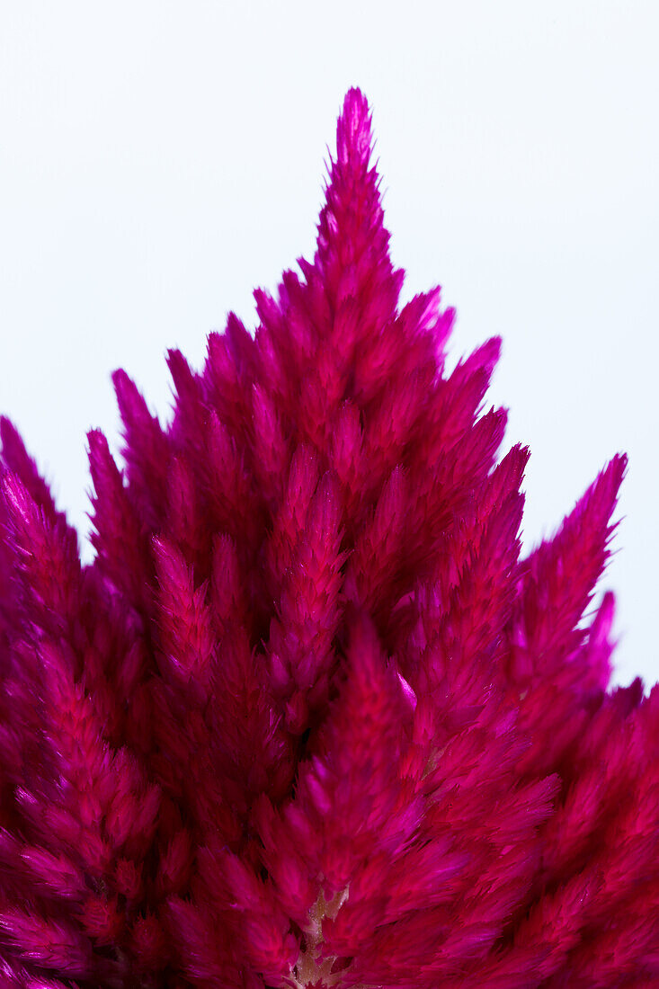 Celosia argentea var. plumosa