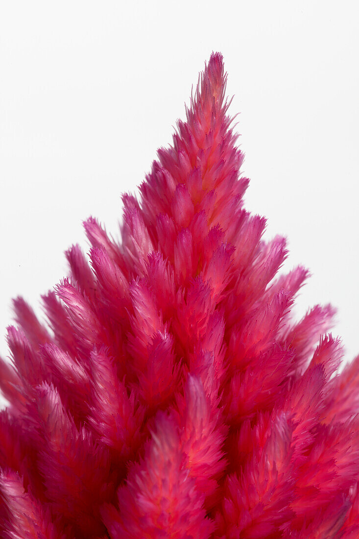 Celosia argentea var. plumosa, rosa