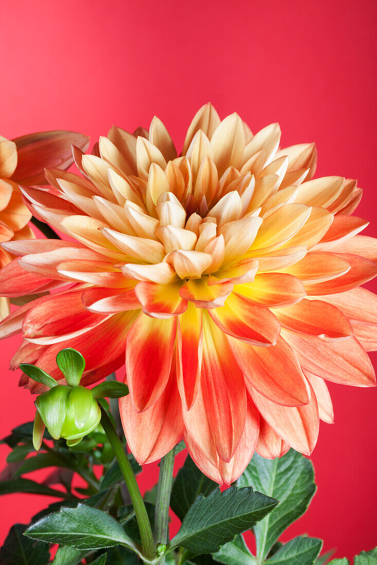 Dahlia 'Gallery'