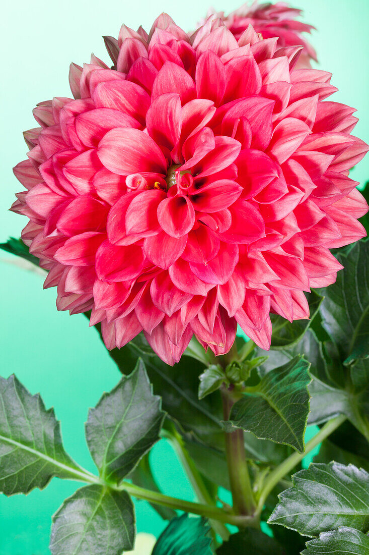 Dahlia 'Gallery'