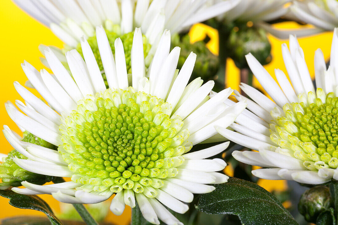 Chrysanthemum Splash Maadow