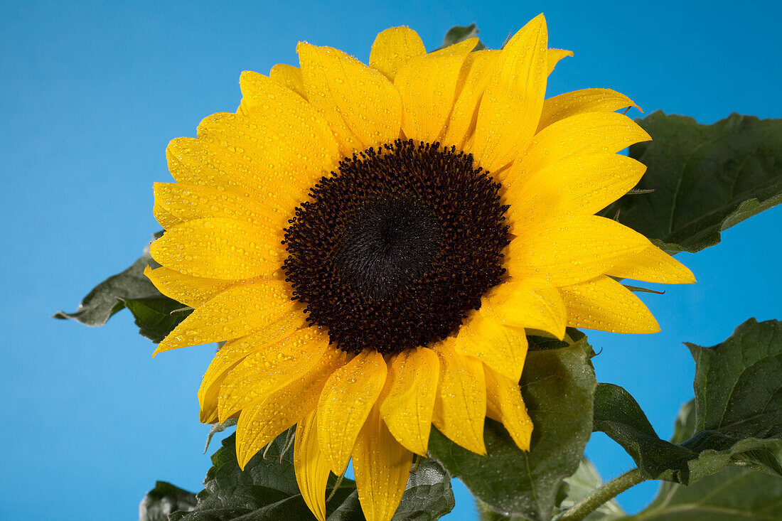 Helianthus annuus