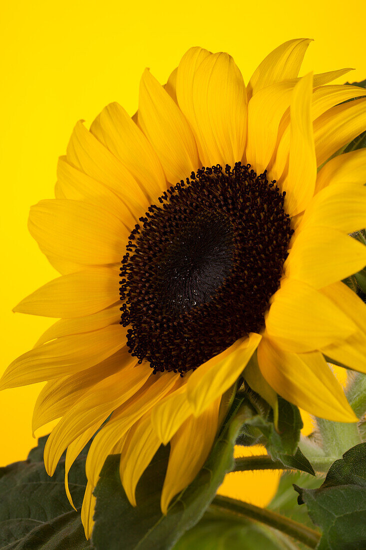 Helianthus annuus