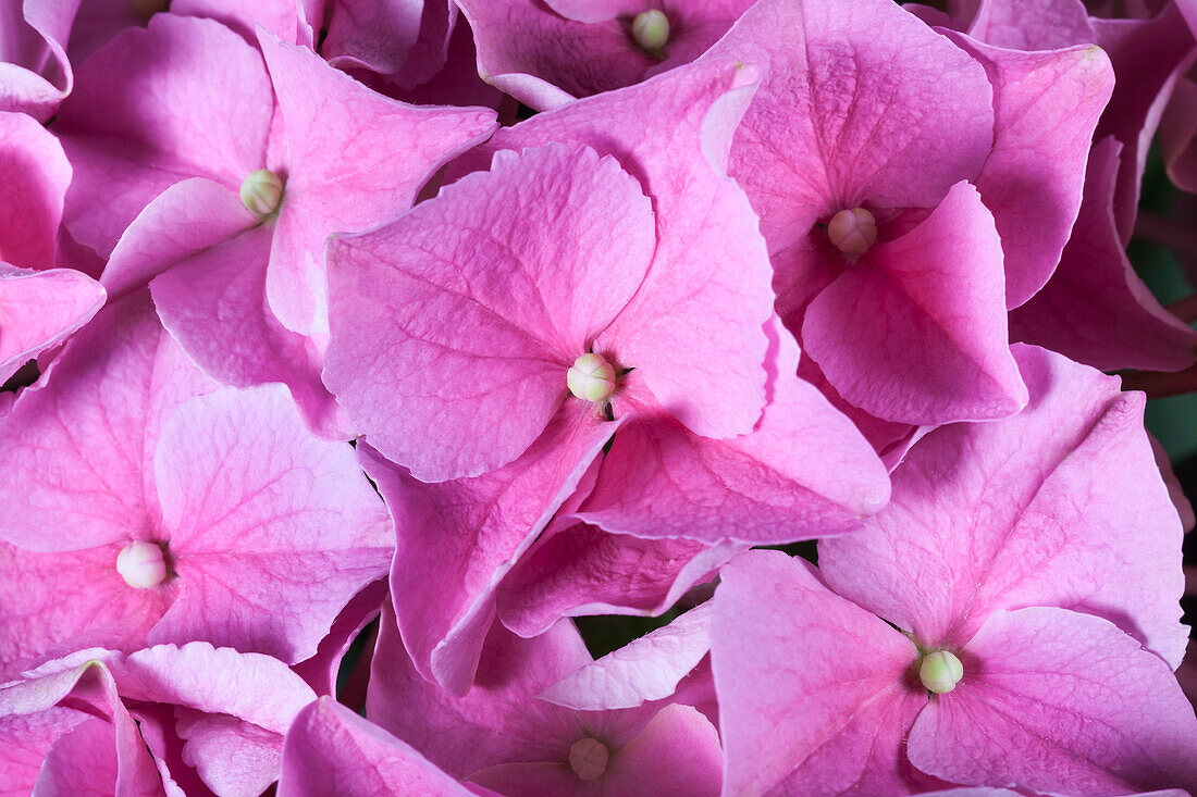 Hydrangea macrophylla, pink